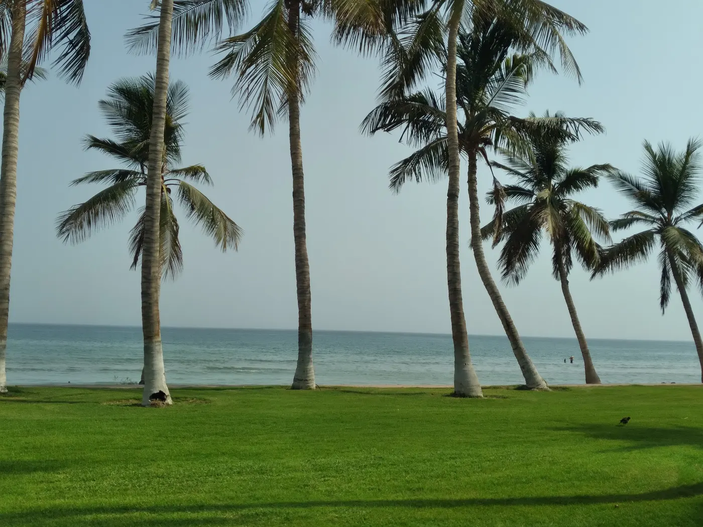 Palm trees by the sea on Qurum beach, Muscat
